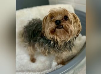 Yorki Oma Nelly sucht liebevolles Zuhause