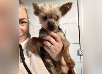 YORKI OPA CEDI sucht liebevolles, ruhiges Zuhause