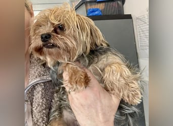 Yorki Oma Nelly sucht liebevolles Zuhause