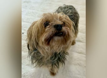 Yorki Oma Nelly sucht liebevolles Zuhause