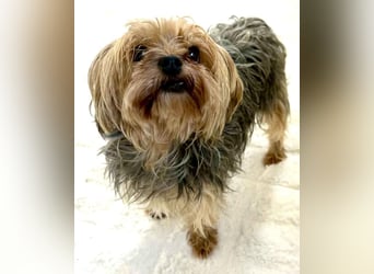 Yorki Oma Nelly sucht liebevolles Zuhause