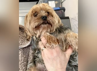 Yorki Oma Nelly sucht liebevolles Zuhause