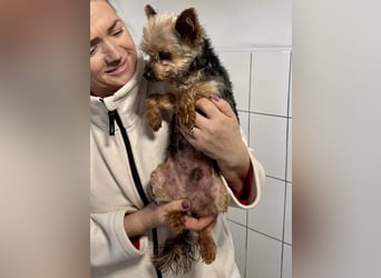 YORKI OPA CEDI sucht liebevolles, ruhiges Zuhause