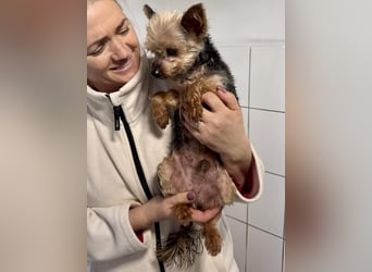 YORKI OPA CEDI sucht liebevolles, ruhiges Zuhause