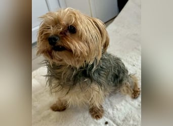 Yorki Oma Nelly sucht liebevolles Zuhause