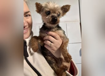 YORKI OPA CEDI sucht liebevolles, ruhiges Zuhause