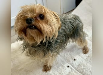 Yorki Oma Nelly sucht liebevolles Zuhause