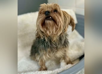 Yorki Oma Nelly sucht liebevolles Zuhause