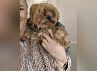 Yorki Oma Nelly sucht liebevolles Zuhause