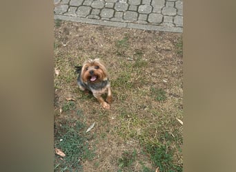 Toto wartet auf sein Happy End