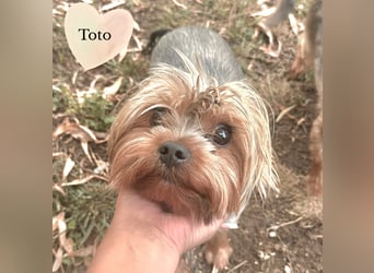 Toto wartet auf sein Happy End