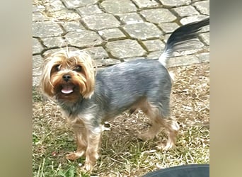 Toto wartet auf sein Happy End