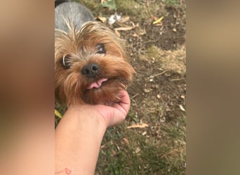 Toto wartet auf sein Happy End