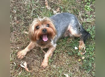 Toto wartet auf sein Happy End