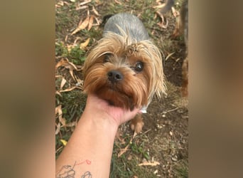 Toto wartet auf sein Happy End