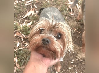 Toto wartet auf sein Happy End