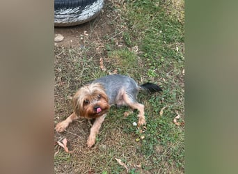 Toto wartet auf sein Happy End