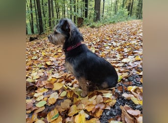 LOTTI sucht eine neue Familie