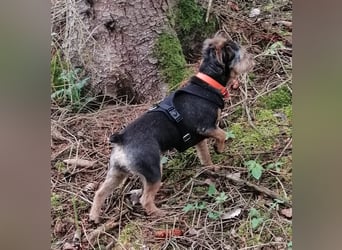LOTTI sucht eine neue Familie