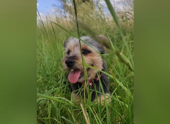LOTTI sucht eine neue Familie