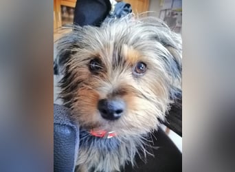 LOTTI sucht eine neue Familie