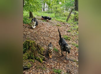 LOTTI sucht eine neue Familie