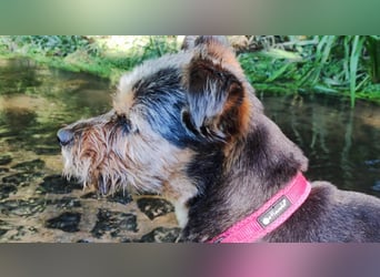 LOTTI sucht eine neue Familie