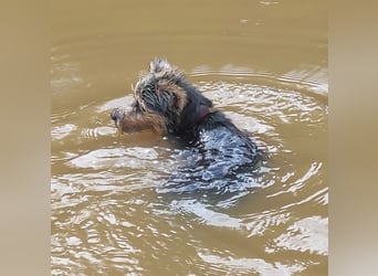 LOTTI sucht eine neue Familie