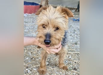 Kuki & Tobi - zwei kleine Yorkies suchen gemeinsam ihr Für-immer-Zuhause