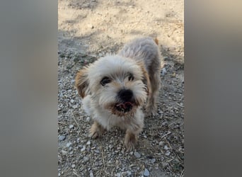 Kuki & Tobi - zwei kleine Yorkies suchen gemeinsam ihr Für-immer-Zuhause