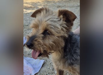 Kuki & Tobi - zwei kleine Yorkies suchen gemeinsam ihr Für-immer-Zuhause