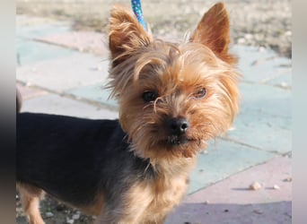 Duque, sucht ein neues Körbchen