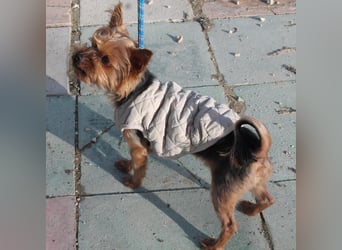 Duque, sucht ein neues Körbchen