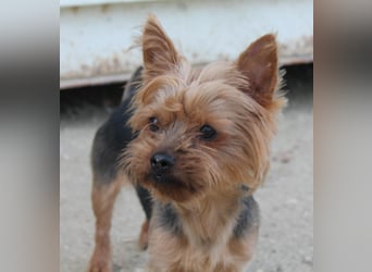 Duque, sucht ein neues Körbchen