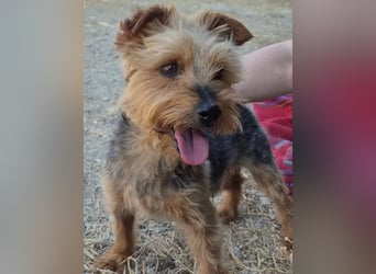 Kuki & Tobi - zwei kleine Yorkies suchen gemeinsam ihr Für-immer-Zuhause