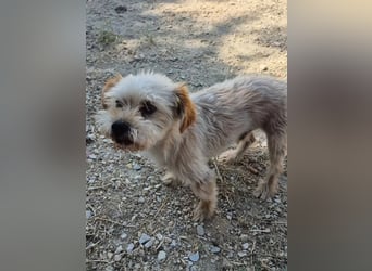 Kuki & Tobi - zwei kleine Yorkies suchen gemeinsam ihr Für-immer-Zuhause