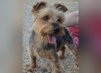 Kuki & Tobi - zwei kleine Yorkies suchen gemeinsam ihr Für-immer-Zuhause