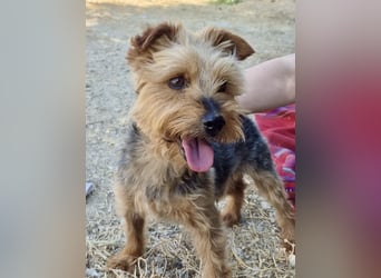 Kuki & Tobi - zwei kleine Yorkies suchen gemeinsam ihr Für-immer-Zuhause