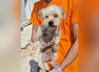 Kuki & Tobi - zwei kleine Yorkies suchen gemeinsam ihr Für-immer-Zuhause