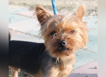 Duque, sucht ein neues Körbchen