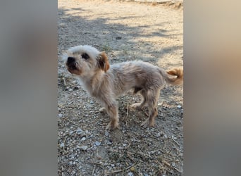 Kuki & Tobi - zwei kleine Yorkies suchen gemeinsam ihr Für-immer-Zuhause