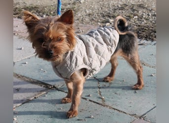 Duque, sucht ein neues Körbchen