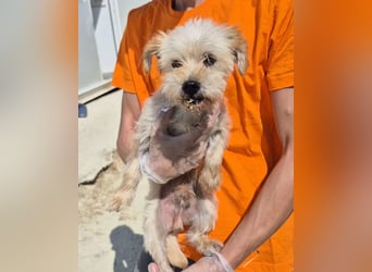 Kuki & Tobi - zwei kleine Yorkies suchen gemeinsam ihr Für-immer-Zuhause