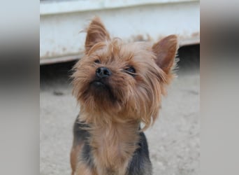 Duque, sucht ein neues Körbchen