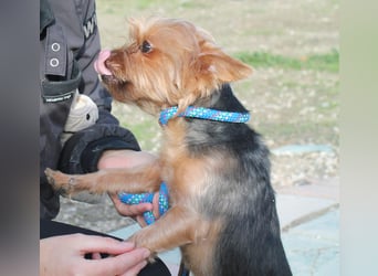 Duque, sucht ein neues Körbchen