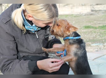 Duque, sucht ein neues Körbchen