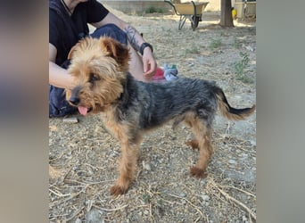 Kuki & Tobi - zwei kleine Yorkies suchen gemeinsam ihr Für-immer-Zuhause
