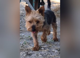 Kuki & Tobi - zwei kleine Yorkies suchen gemeinsam ihr Für-immer-Zuhause