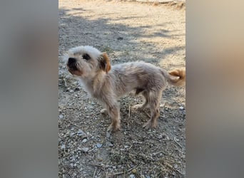 Kuki & Tobi - zwei kleine Yorkies suchen gemeinsam ihr Für-immer-Zuhause