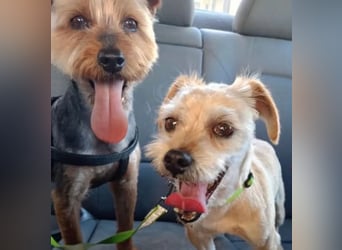Kuki & Tobi - zwei kleine Yorkies suchen gemeinsam ihr Für-immer-Zuhause